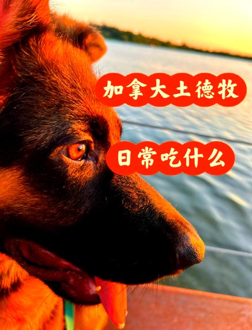 牧羊犬除了吃狗粮还吃什么/牧羊犬除了吃狗粮还吃什么东西-第1张图片 牧羊犬除了吃狗粮还吃什么/牧羊犬除了吃狗粮还吃什么东西-第1张图片