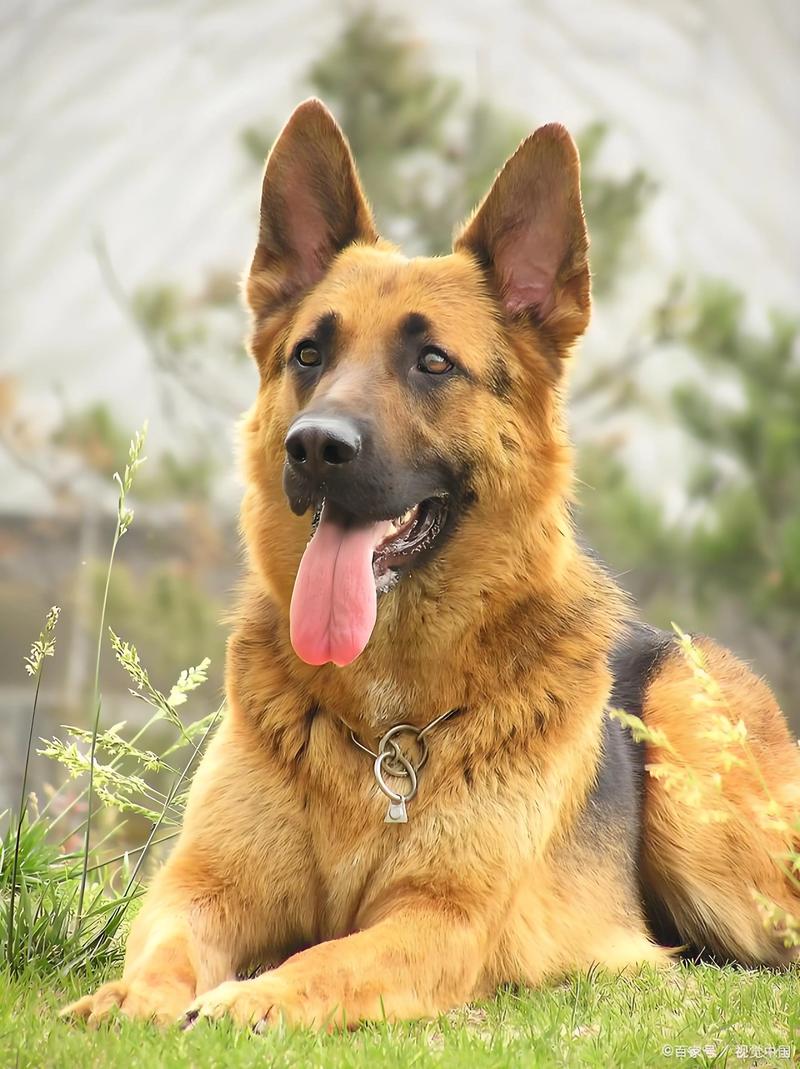 牧羊犬除了吃狗粮还吃什么/牧羊犬除了吃狗粮还吃什么东西-第3张图片 牧羊犬除了吃狗粮还吃什么/牧羊犬除了吃狗粮还吃什么东西-第3张图片