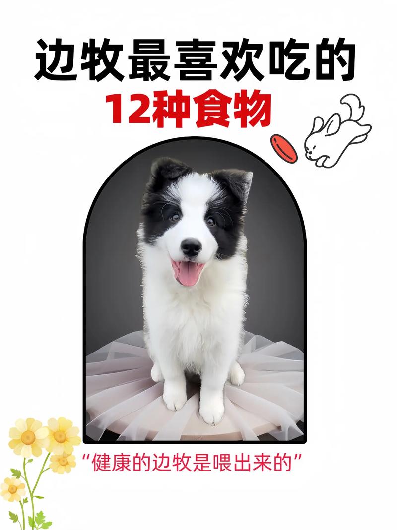 牧羊犬除了吃狗粮还吃什么/牧羊犬除了吃狗粮还吃什么东西-第5张图片 牧羊犬除了吃狗粮还吃什么/牧羊犬除了吃狗粮还吃什么东西-第5张图片