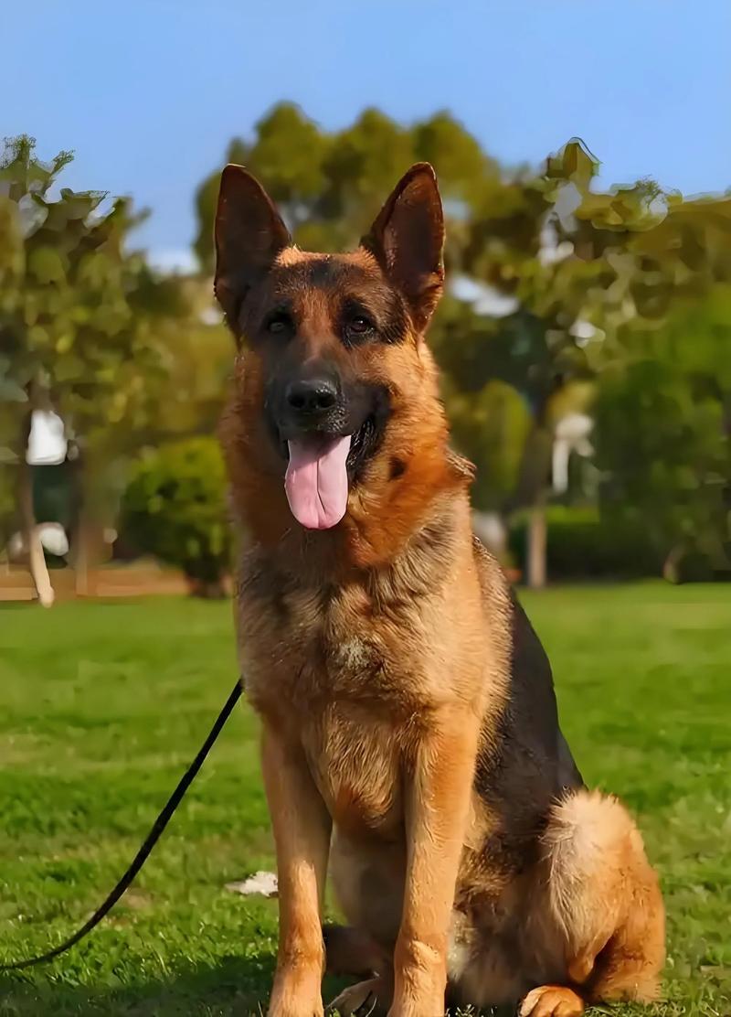 牧羊犬除了吃狗粮还吃什么/牧羊犬除了吃狗粮还吃什么东西-第6张图片 牧羊犬除了吃狗粮还吃什么/牧羊犬除了吃狗粮还吃什么东西-第6张图片