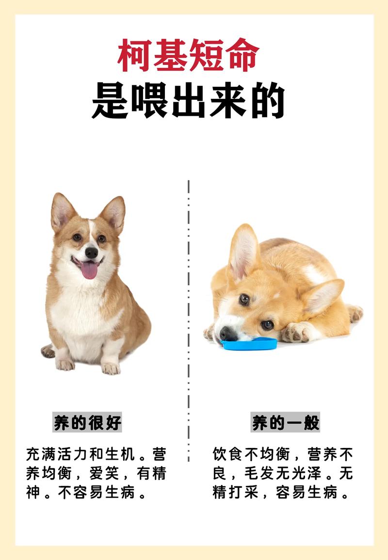 解析“狗狗可以吃生菜吗”你不知道的事-第2张图片 解析“狗狗可以吃生菜吗”你不知道的事-第2张图片