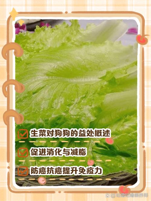 解析“狗狗可以吃生菜吗”你不知道的事-第3张图片 解析“狗狗可以吃生菜吗”你不知道的事-第3张图片