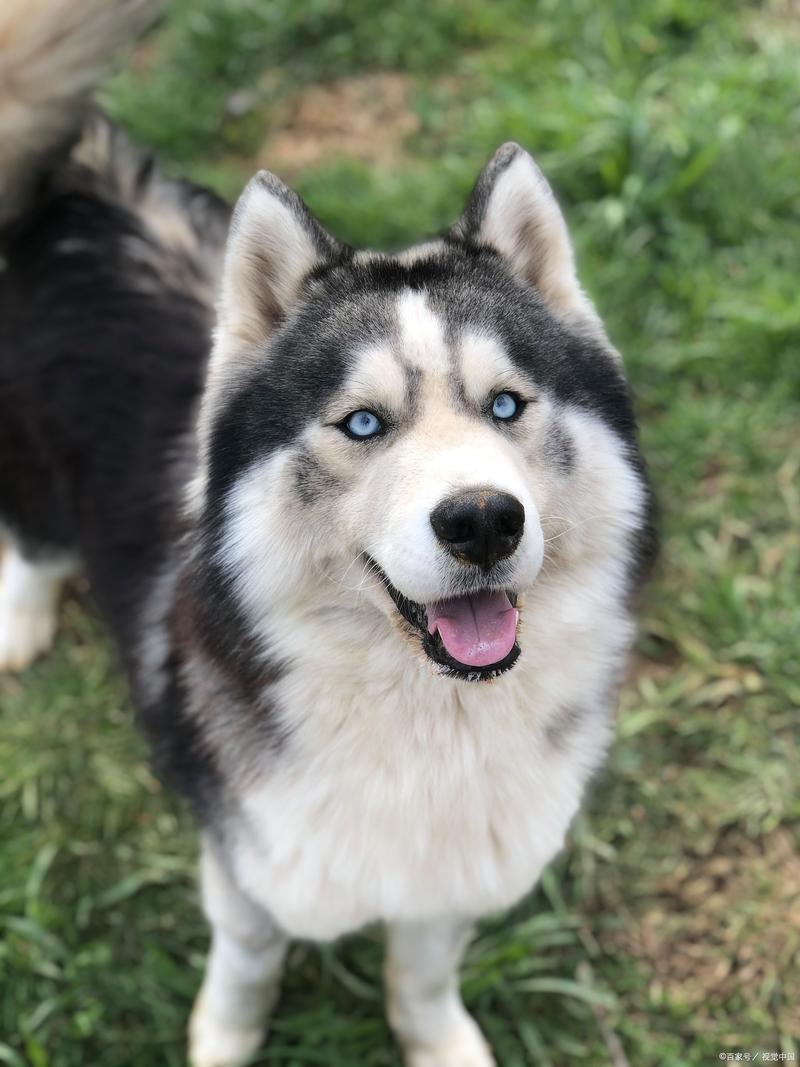 哈士奇成年犬多少钱一只-哈士奇成年犬有多大