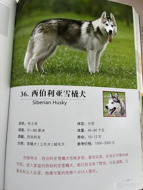 哈士奇成年犬多少钱一只-哈士奇成年犬有多大-第3张图片 哈士奇成年犬多少钱一只-哈士奇成年犬有多大-第3张图片