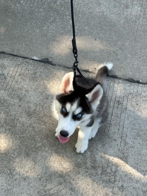哈士奇成年犬多少钱一只-哈士奇成年犬有多大-第6张图片 哈士奇成年犬多少钱一只-哈士奇成年犬有多大-第6张图片