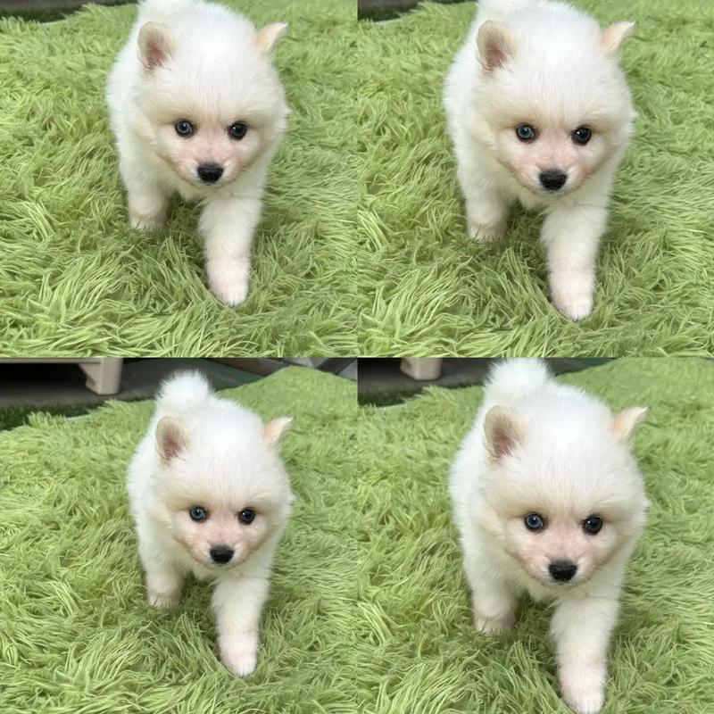 哈士奇成年犬多少钱一只-哈士奇成年犬有多大-第7张图片 哈士奇成年犬多少钱一只-哈士奇成年犬有多大-第7张图片