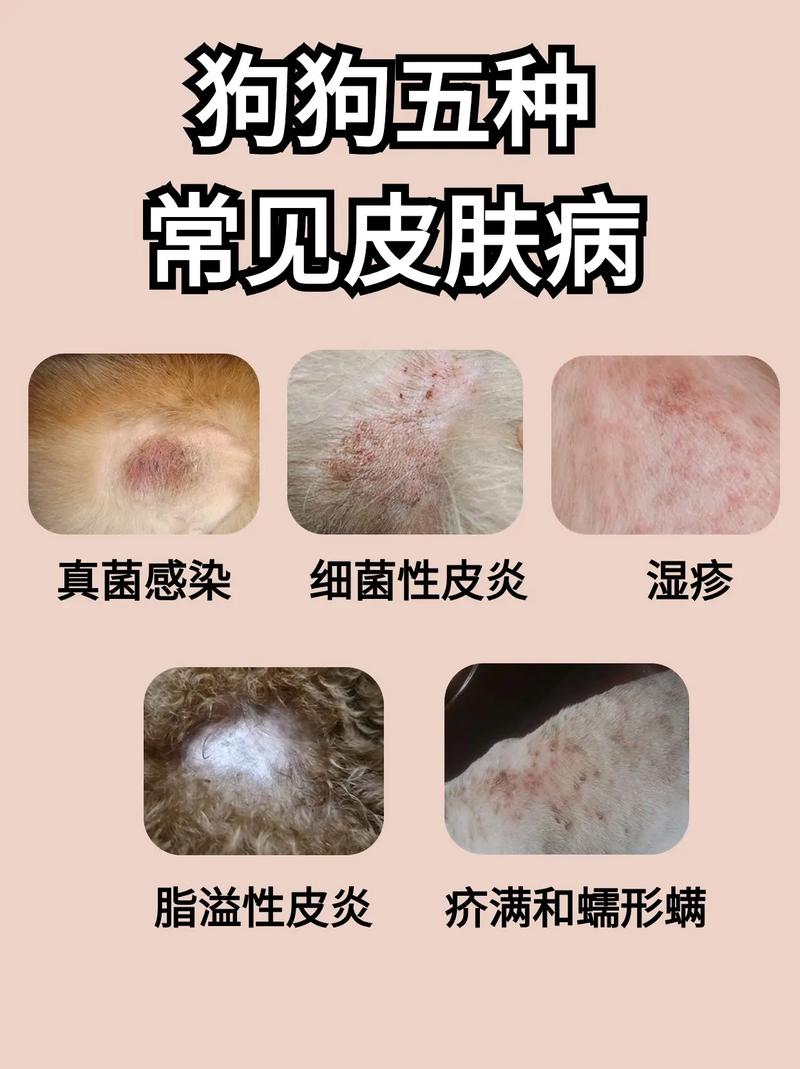 狗狗皮肤病自己会好吗,狗狗皮肤病可以自己恢复吗-第5张图片 狗狗皮肤病自己会好吗,狗狗皮肤病可以自己恢复吗-第5张图片