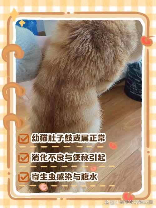 作为消费者“猫咪肚子鼓鼓的”你不能不知道-第2张图片 作为消费者“猫咪肚子鼓鼓的”你不能不知道-第2张图片