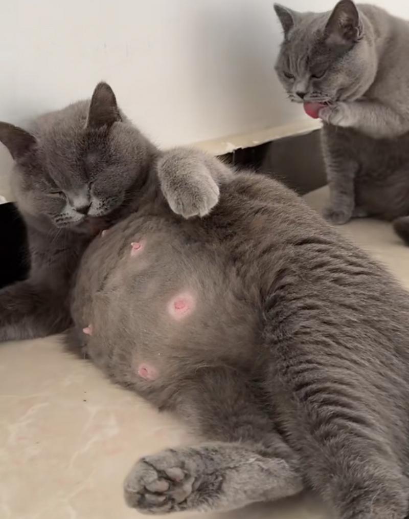 作为消费者“猫咪肚子鼓鼓的”你不能不知道-第3张图片 作为消费者“猫咪肚子鼓鼓的”你不能不知道-第3张图片
