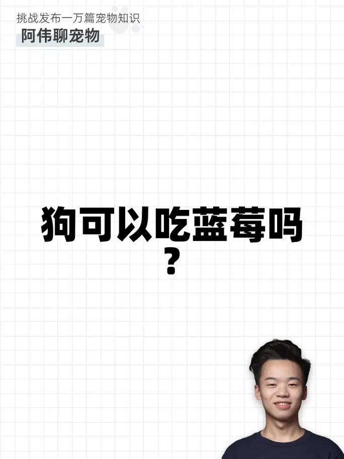 小狗能吃蓝莓吗-两个月小狗能吃蓝莓吗-第5张图片 小狗能吃蓝莓吗-两个月小狗能吃蓝莓吗-第5张图片