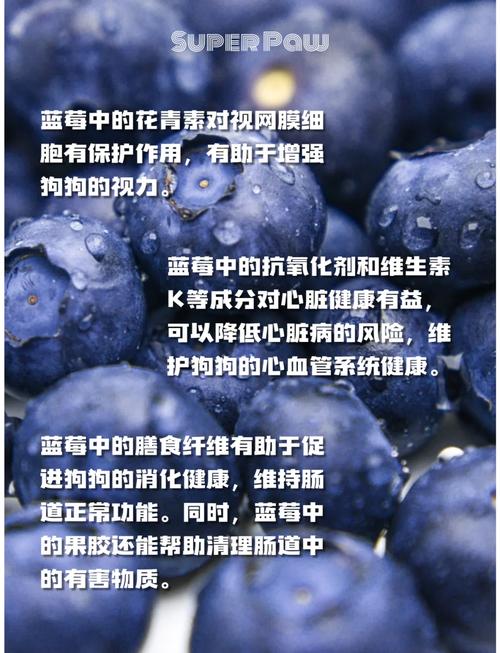 小狗能吃蓝莓吗-两个月小狗能吃蓝莓吗-第8张图片 小狗能吃蓝莓吗-两个月小狗能吃蓝莓吗-第8张图片