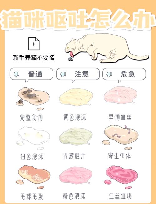 猫猫呕吐怎么办/猫经常呕吐怎么回事-第3张图片 猫猫呕吐怎么办/猫经常呕吐怎么回事-第3张图片