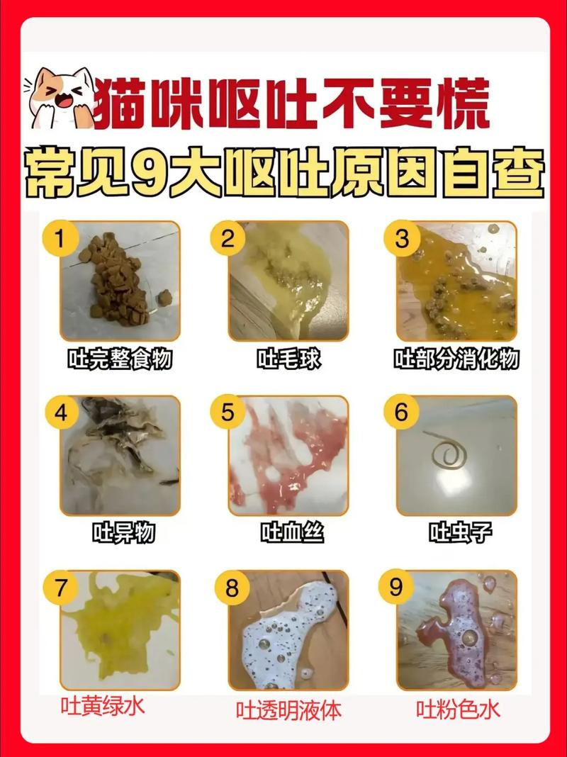 猫猫呕吐怎么办/猫经常呕吐怎么回事-第5张图片 猫猫呕吐怎么办/猫经常呕吐怎么回事-第5张图片
