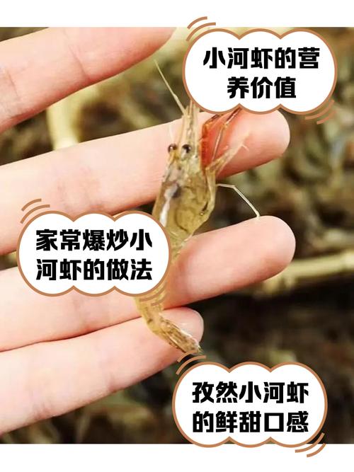 小河虾吃什么,小河虾吃什么怎么养-第1张图片 小河虾吃什么,小河虾吃什么怎么养-第1张图片