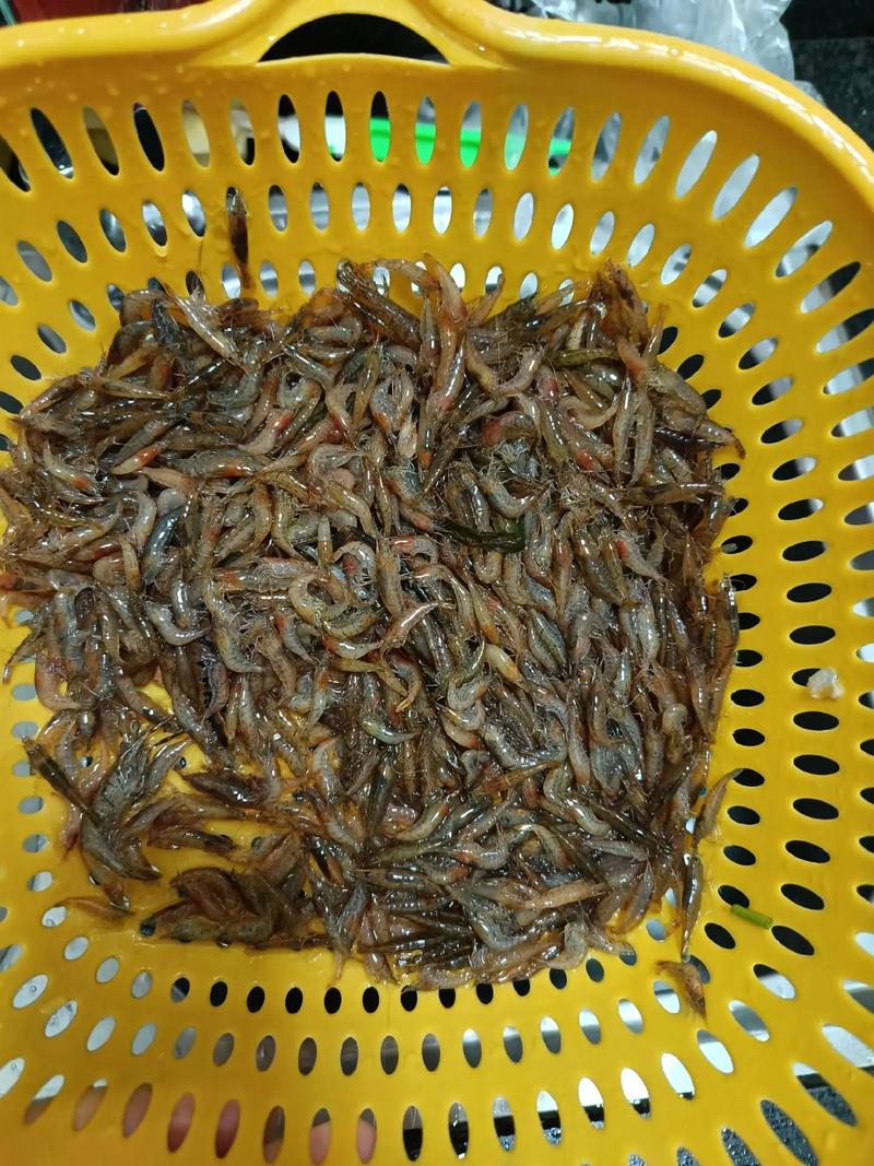 小河虾吃什么,小河虾吃什么怎么养-第6张图片 小河虾吃什么,小河虾吃什么怎么养-第6张图片