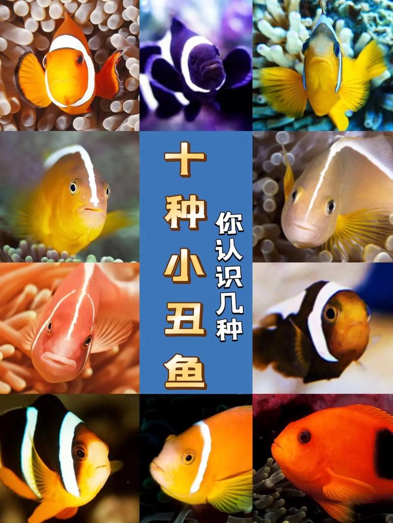 解析“毕加索小丑鱼”你不知道的事-第1张图片 解析“毕加索小丑鱼”你不知道的事-第1张图片