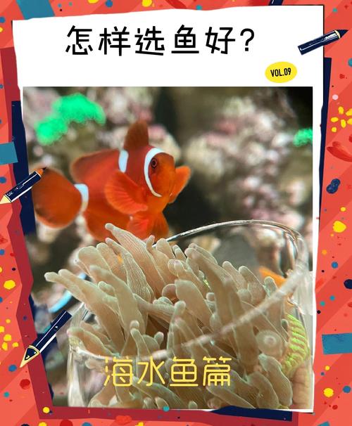 解析“毕加索小丑鱼”你不知道的事-第2张图片 解析“毕加索小丑鱼”你不知道的事-第2张图片