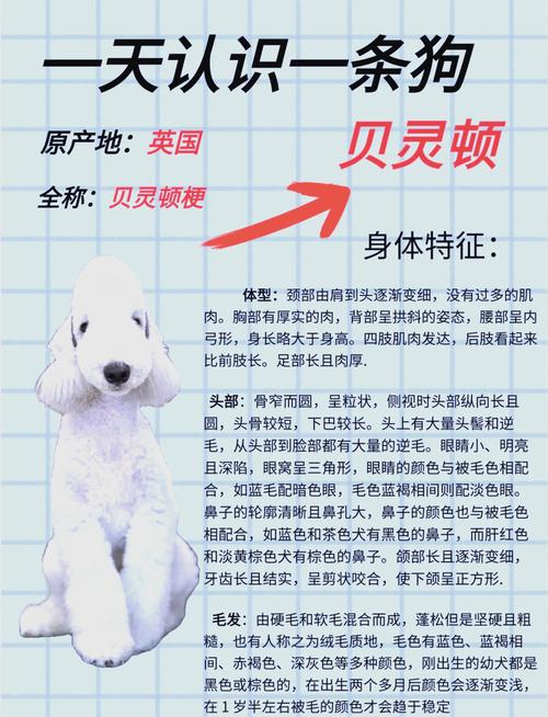 贝灵顿为什么使劲犬/贝灵顿为什么使劲犬那么厉害-第3张图片 贝灵顿为什么使劲犬/贝灵顿为什么使劲犬那么厉害-第3张图片