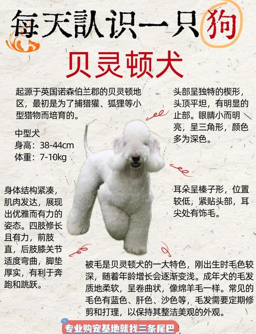 贝灵顿为什么使劲犬/贝灵顿为什么使劲犬那么厉害-第8张图片 贝灵顿为什么使劲犬/贝灵顿为什么使劲犬那么厉害-第8张图片