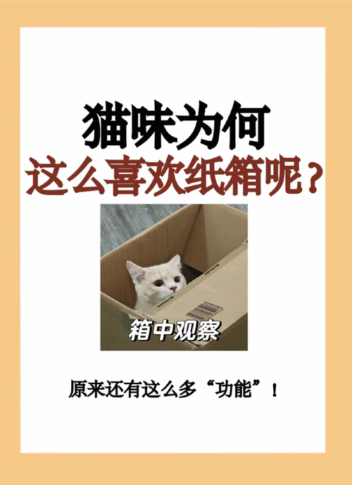 猫咪为什么喜欢纸箱-猫咪为什么喜欢纸箱子躺里面-第5张图片 猫咪为什么喜欢纸箱-猫咪为什么喜欢纸箱子躺里面-第5张图片