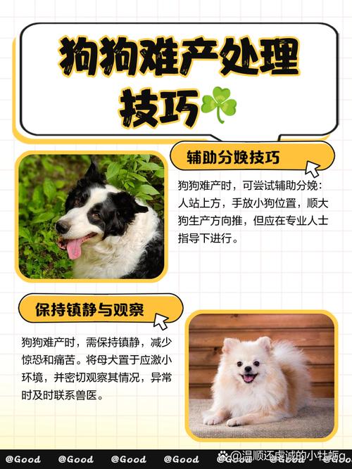 解析“怎样帮狗狗助产”你不知道的事-第3张图片 解析“怎样帮狗狗助产”你不知道的事-第3张图片