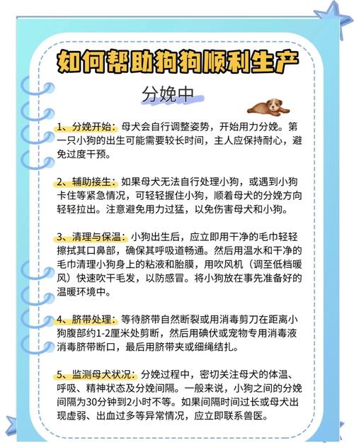 解析“怎样帮狗狗助产”你不知道的事-第4张图片 解析“怎样帮狗狗助产”你不知道的事-第4张图片