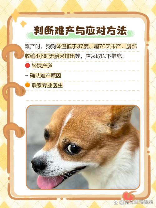 解析“怎样帮狗狗助产”你不知道的事-第5张图片 解析“怎样帮狗狗助产”你不知道的事-第5张图片