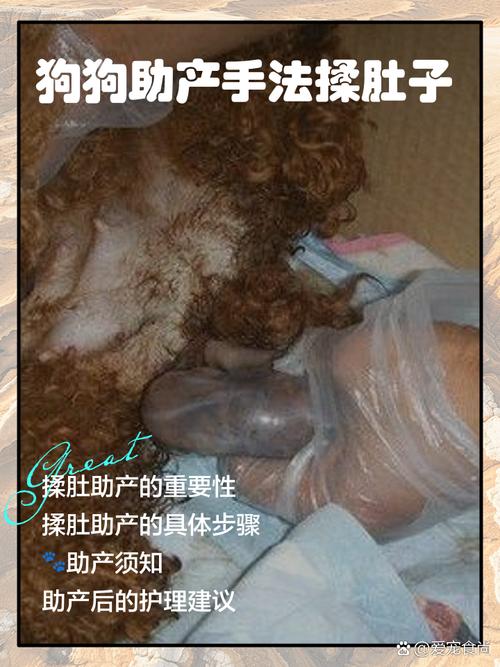 解析“怎样帮狗狗助产”你不知道的事-第6张图片 解析“怎样帮狗狗助产”你不知道的事-第6张图片