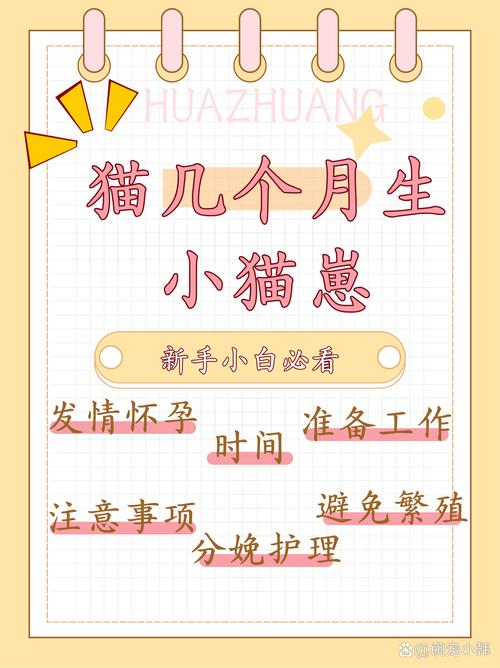 解析“猫咪生产需要准备什么”你不知道的事-第1张图片 解析“猫咪生产需要准备什么”你不知道的事-第1张图片