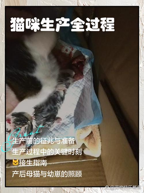 解析“猫咪生产需要准备什么”你不知道的事-第3张图片 解析“猫咪生产需要准备什么”你不知道的事-第3张图片