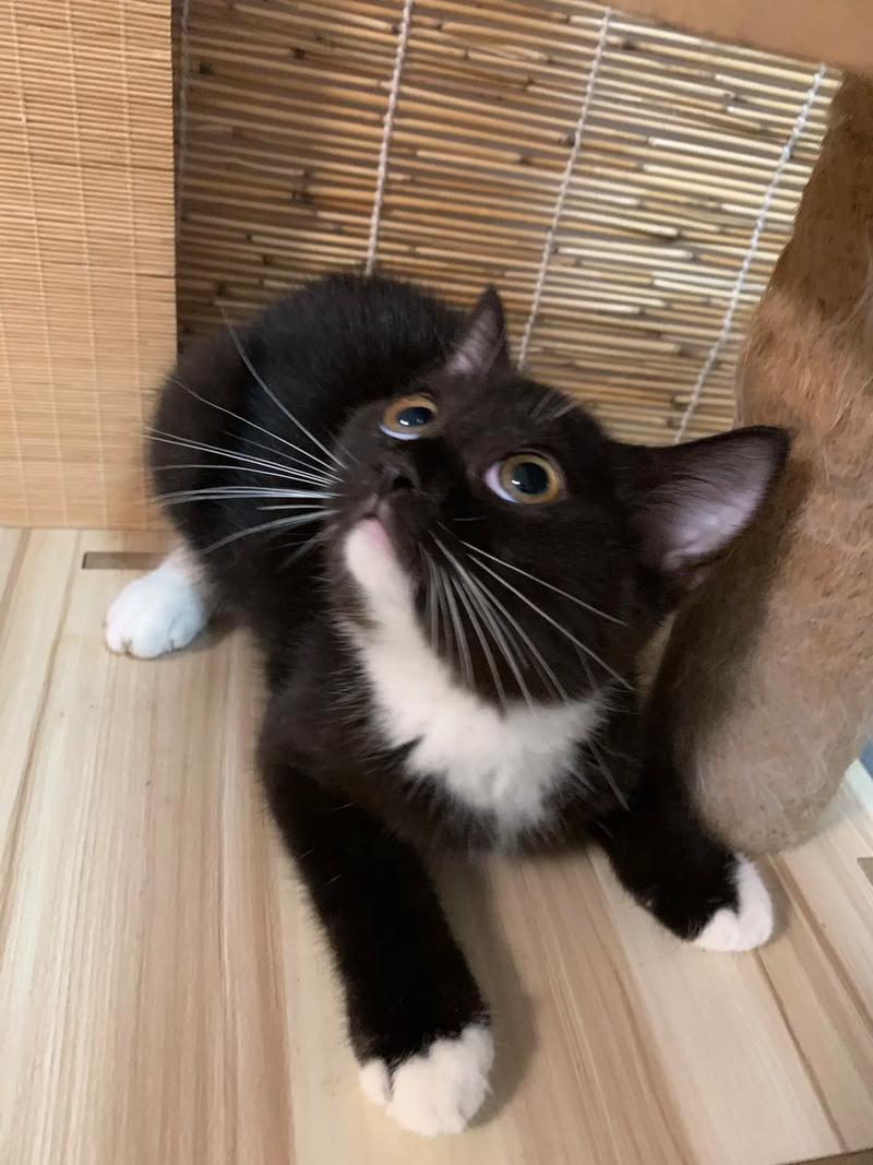 波斯猫黑白色品种/波斯猫黑色系-第8张图片 波斯猫黑白色品种/波斯猫黑色系-第8张图片
