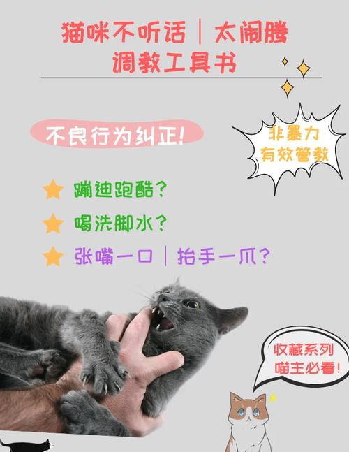 猫咪不听话怎么办,猫要怎么训练才听话-第2张图片 猫咪不听话怎么办,猫要怎么训练才听话-第2张图片