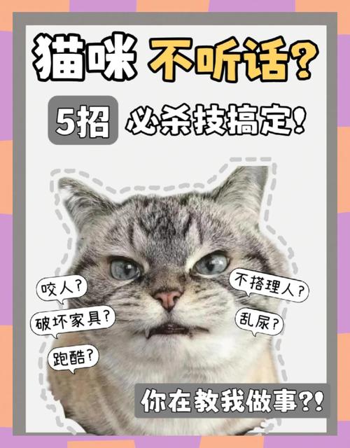 猫咪不听话怎么办,猫要怎么训练才听话-第6张图片 猫咪不听话怎么办,猫要怎么训练才听话-第6张图片
