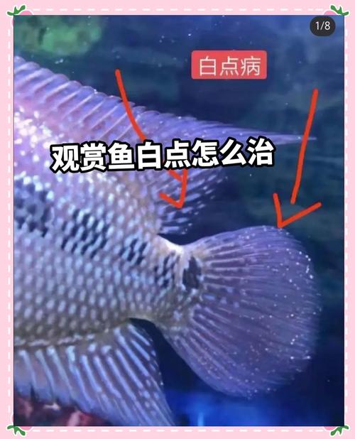 作为消费者“丽丽鱼常见病”你不能不知道-第3张图片 作为消费者“丽丽鱼常见病”你不能不知道-第3张图片