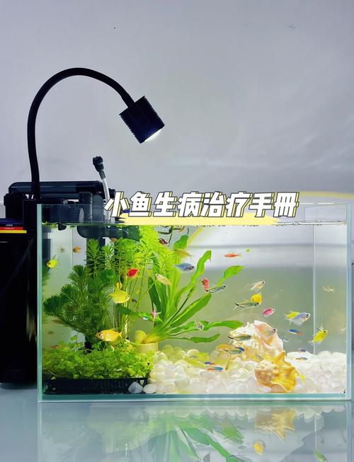 作为消费者“丽丽鱼常见病”你不能不知道-第4张图片 作为消费者“丽丽鱼常见病”你不能不知道-第4张图片