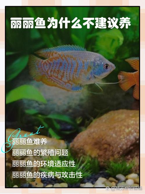 作为消费者“丽丽鱼常见病”你不能不知道-第6张图片 作为消费者“丽丽鱼常见病”你不能不知道-第6张图片