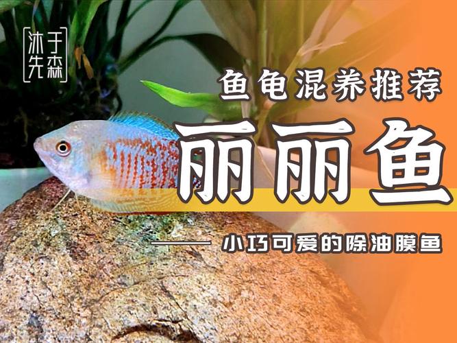 作为消费者“丽丽鱼常见病”你不能不知道-第8张图片 作为消费者“丽丽鱼常见病”你不能不知道-第8张图片