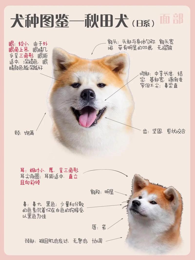 秋田犬为什么是狗界噩梦/秋田犬为什么那么凶-第2张图片 秋田犬为什么是狗界噩梦/秋田犬为什么那么凶-第2张图片