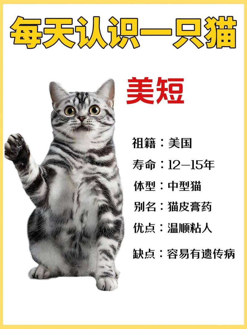 作为消费者“美短加白多少钱一只正常价”你不能不知道-第3张图片 作为消费者“美短加白多少钱一只正常价”你不能不知道-第3张图片