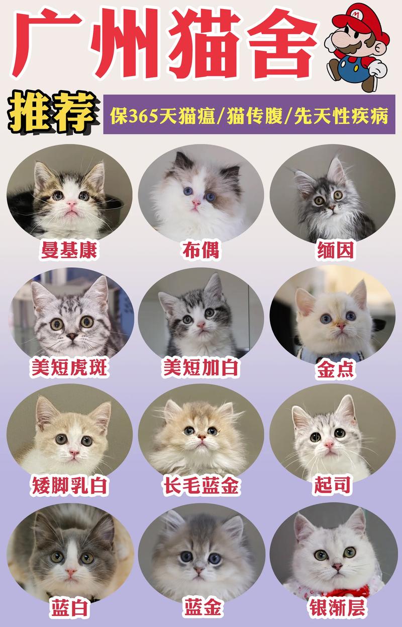 作为消费者“美短加白多少钱一只正常价”你不能不知道-第5张图片 作为消费者“美短加白多少钱一只正常价”你不能不知道-第5张图片