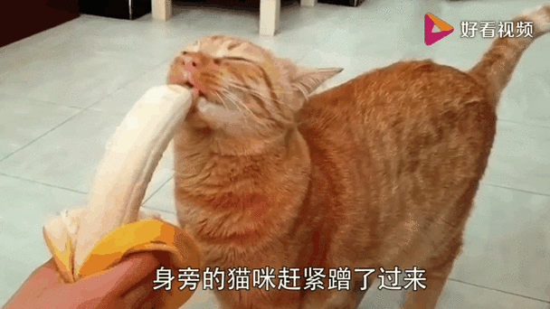 作为消费者“猫咪能不能吃香蕉”你不能不知道-第9张图片 作为消费者“猫咪能不能吃香蕉”你不能不知道-第9张图片