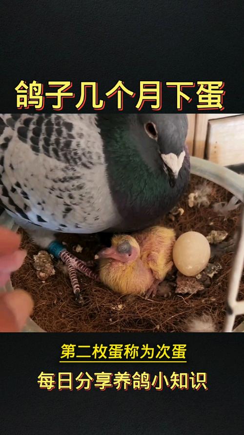 鸽子多久下一次蛋,成年鸽子多久下一次蛋-第4张图片 鸽子多久下一次蛋,成年鸽子多久下一次蛋-第4张图片