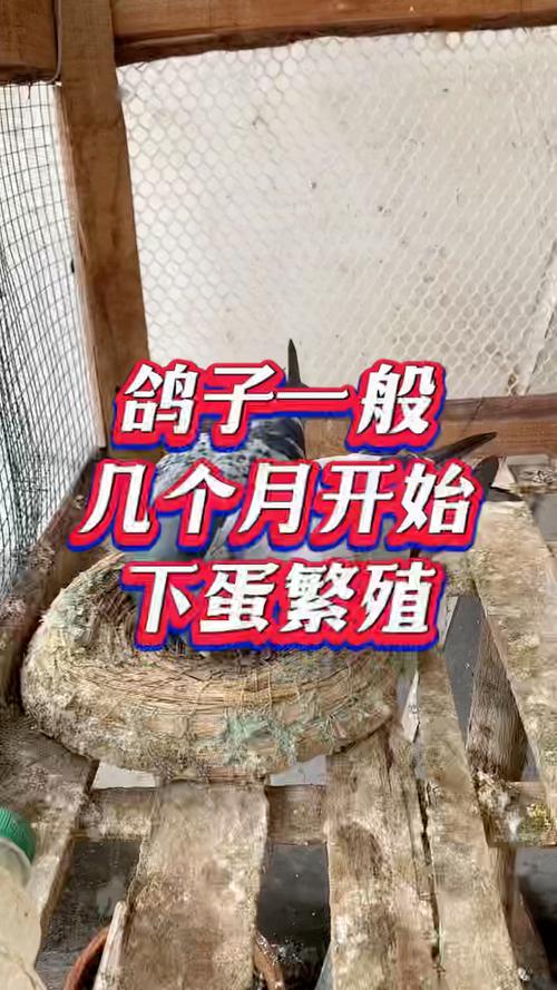 鸽子多久下一次蛋,成年鸽子多久下一次蛋-第5张图片 鸽子多久下一次蛋,成年鸽子多久下一次蛋-第5张图片