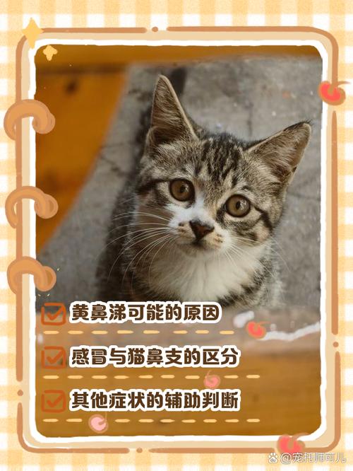 解析“猫咪流黄鼻涕怎么回事”你不知道的事-第1张图片 解析“猫咪流黄鼻涕怎么回事”你不知道的事-第1张图片