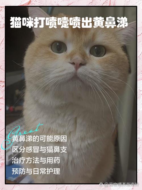 解析“猫咪流黄鼻涕怎么回事”你不知道的事-第3张图片 解析“猫咪流黄鼻涕怎么回事”你不知道的事-第3张图片
