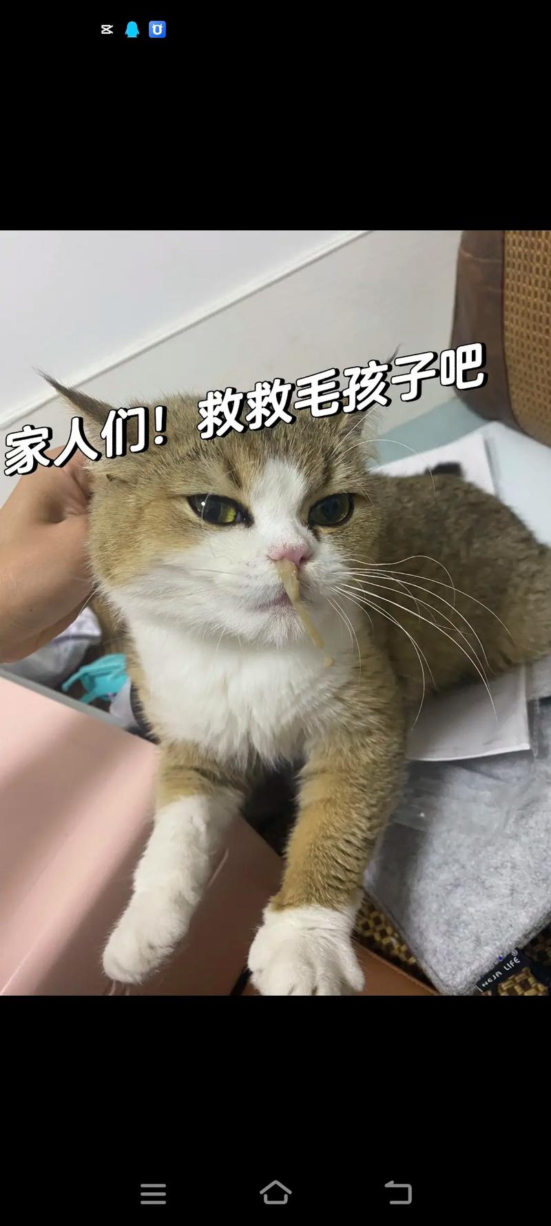 解析“猫咪流黄鼻涕怎么回事”你不知道的事-第4张图片 解析“猫咪流黄鼻涕怎么回事”你不知道的事-第4张图片