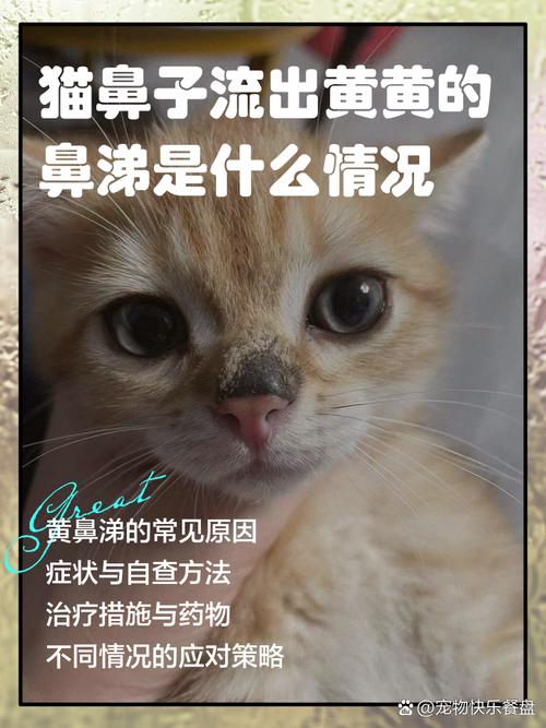 解析“猫咪流黄鼻涕怎么回事”你不知道的事-第5张图片 解析“猫咪流黄鼻涕怎么回事”你不知道的事-第5张图片