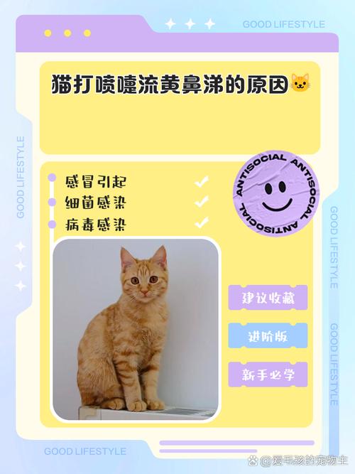 解析“猫咪流黄鼻涕怎么回事”你不知道的事-第6张图片 解析“猫咪流黄鼻涕怎么回事”你不知道的事-第6张图片