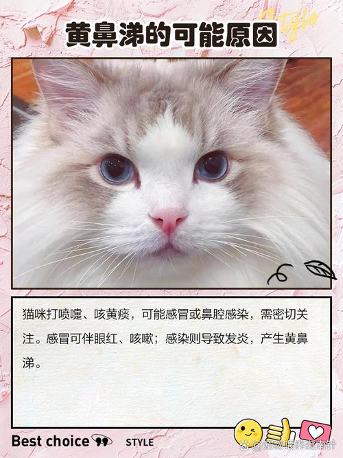 解析“猫咪流黄鼻涕怎么回事”你不知道的事-第7张图片 解析“猫咪流黄鼻涕怎么回事”你不知道的事-第7张图片