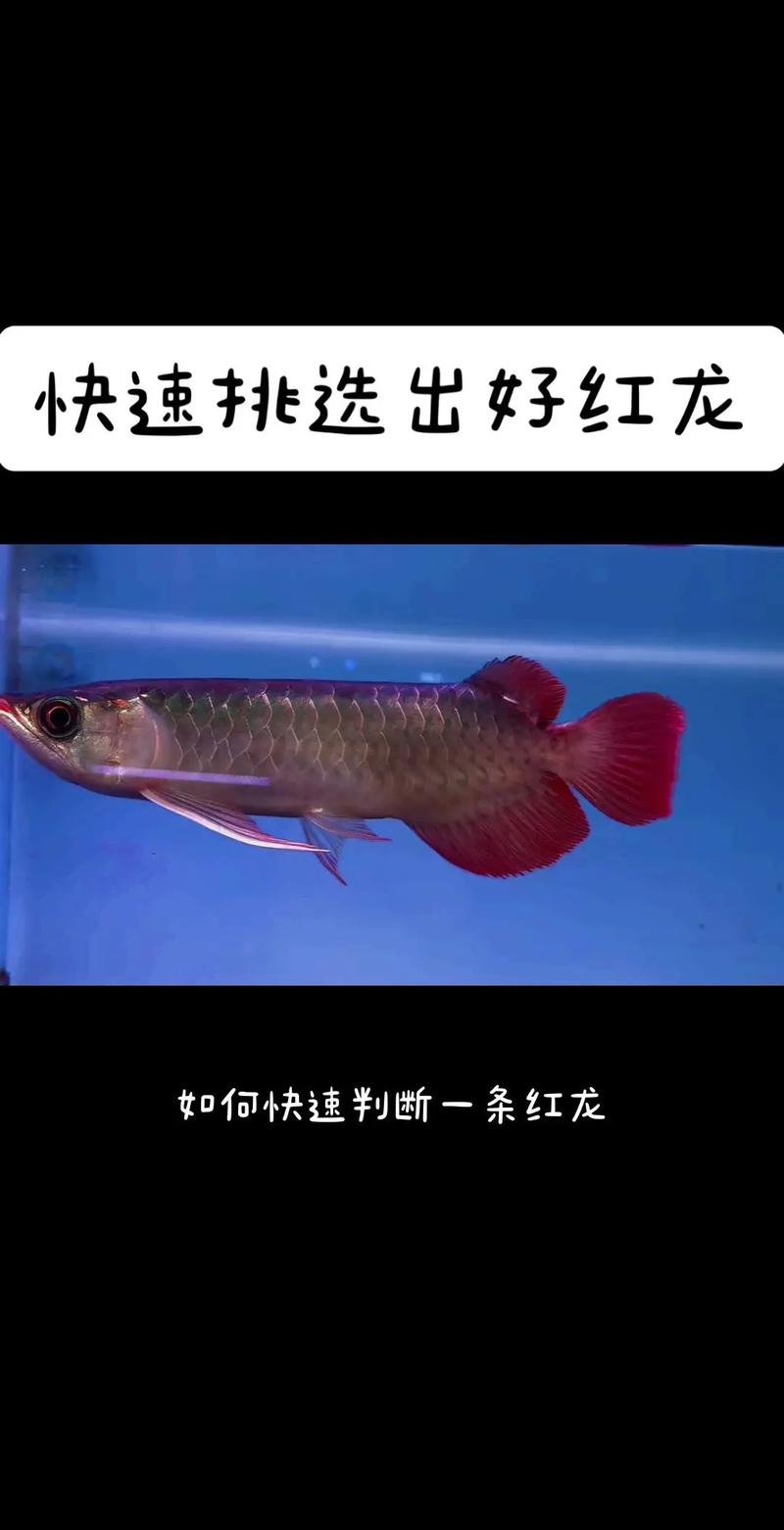 红龙开始发色的征兆,红龙开始发色的征兆有哪些-第1张图片 红龙开始发色的征兆,红龙开始发色的征兆有哪些-第1张图片